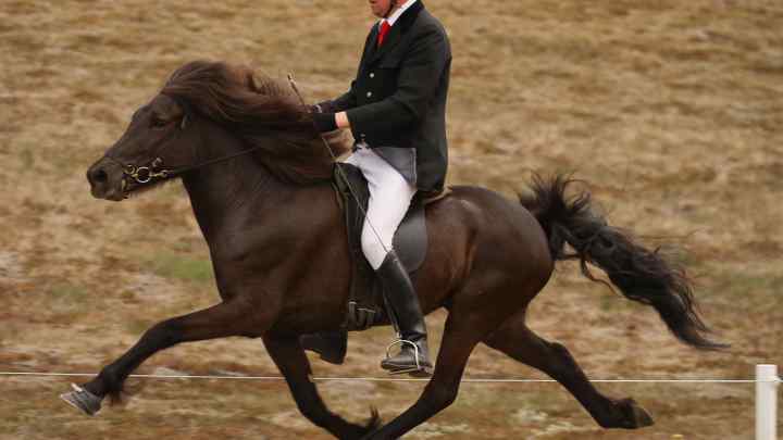 Як змусити коня перейти на більш швидкий алюр